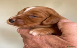 Cocker Spaniel dogs for sale: WORKING COCKER SPANIELS - Image 8