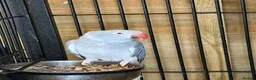 Ringnecks birds for sale: Adult female ringneck - Advert 1