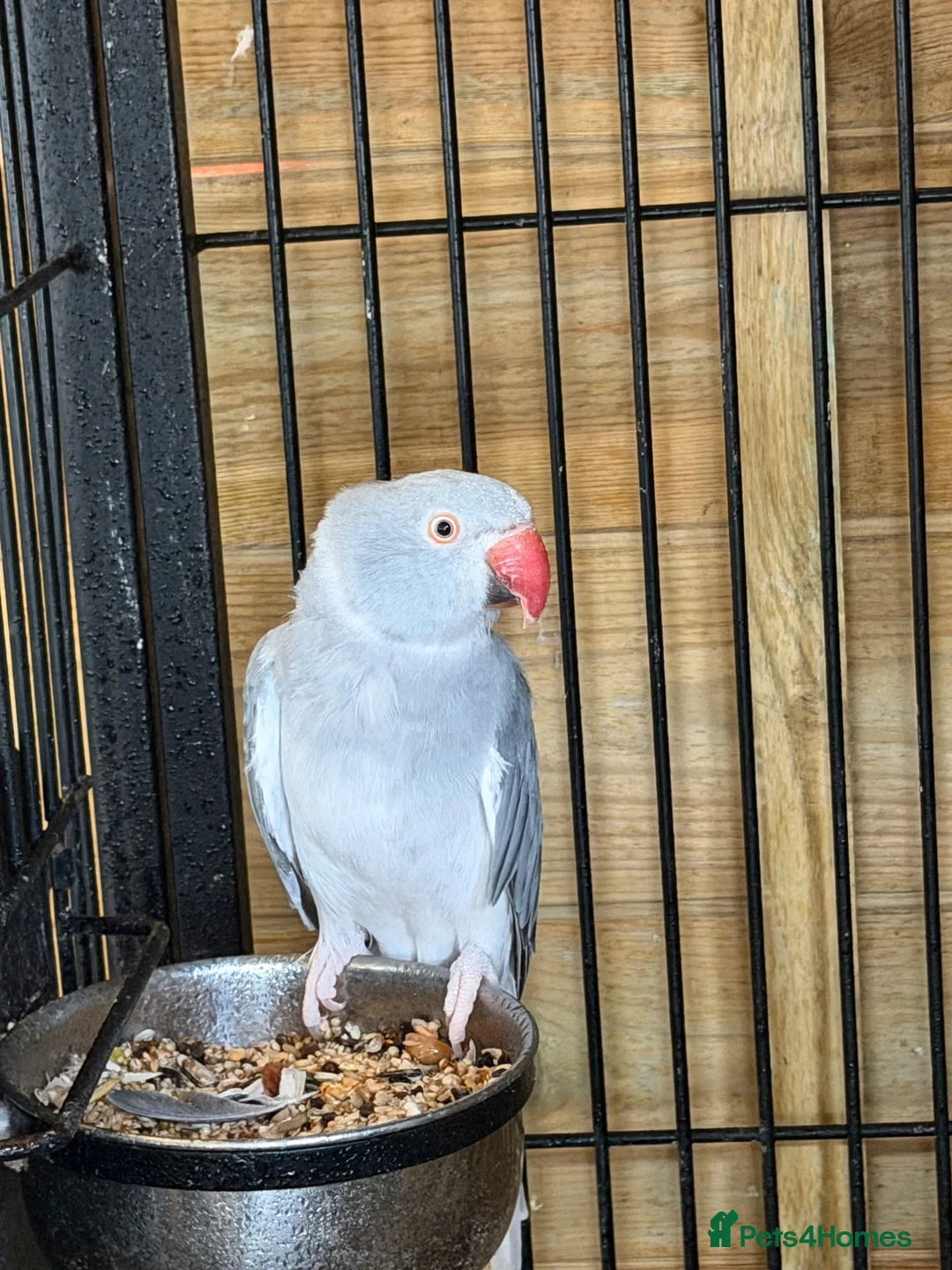 Ringnecks birds for sale: Adult female ringneck - Advert 1