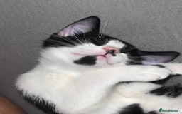 Mixed Breed cats for sale: 🚨😍BEAUTIFUL MALE KITTENS FOR SALE 🚨🥰 - Image 10