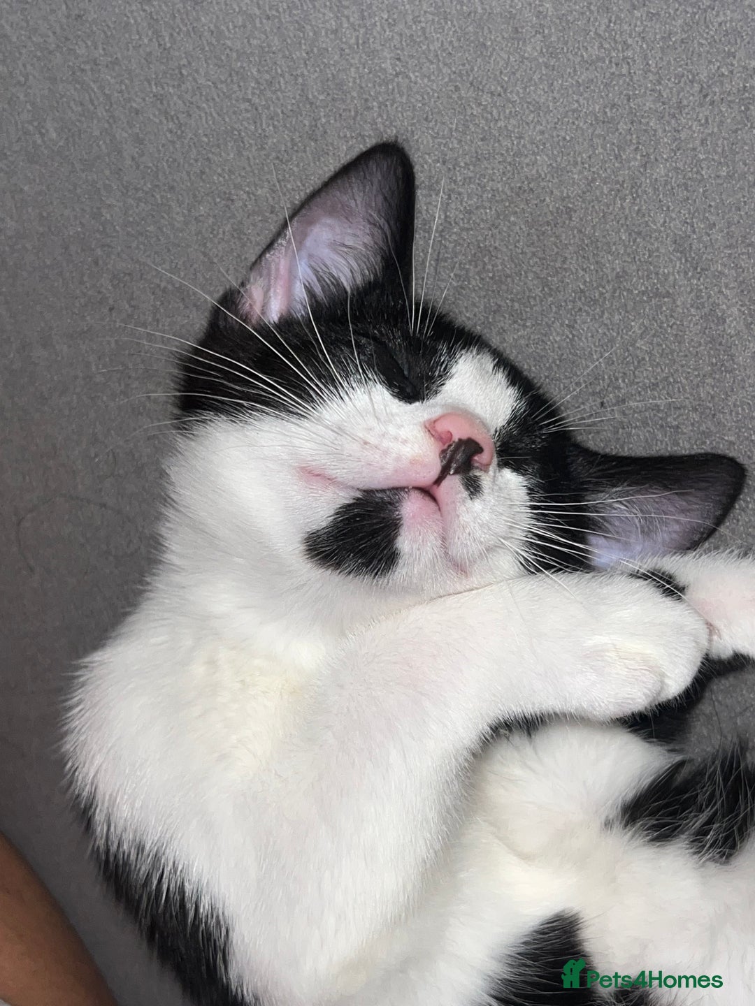 Mixed Breed cats for sale: 🚨😍BEAUTIFUL MALE KITTENS FOR SALE 🚨🥰 - Image 10
