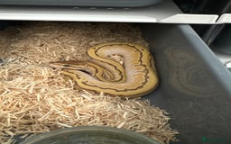 Python Snake reptiles for sale:  orange dream lesser pinstripe 50% het pied royal  - Image 1