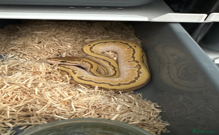 Python Snake reptiles - Advert 1