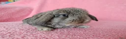 Mini Lop rabbits for sale: Baby mini lops for sale  - Advert 4