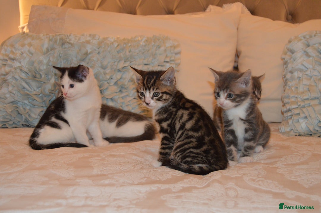 Mixed Breed cats for sale: 6 Adorable Playful Kittens for Sale - Image 27