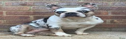 French Bulldog dogs for stud: 𝐤𝐨𝐢𝐭𝐚𝐬𝐭𝐢𝐜🐼🎏 - Advert 2