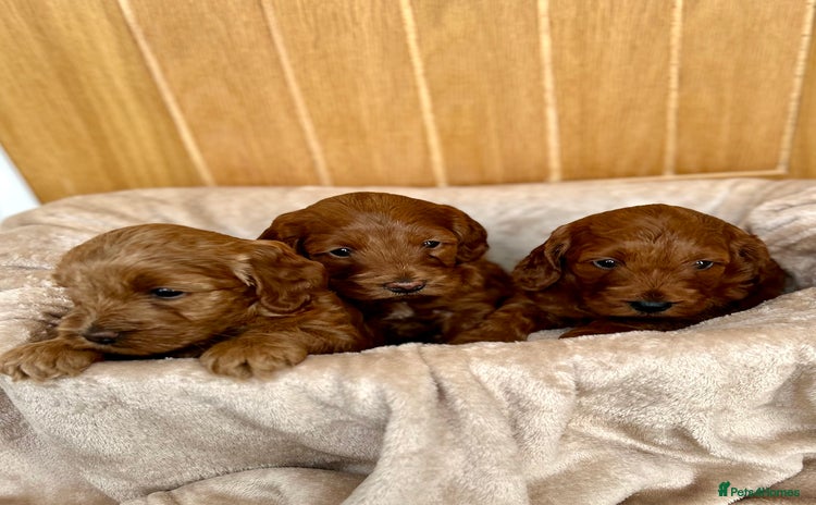 Cockapoo dogs Red cockapoo girls - Advert 1