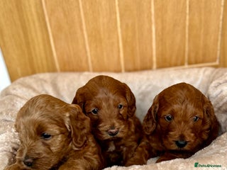 Cockapoo dogs Red cockapoo girls - Advert 18