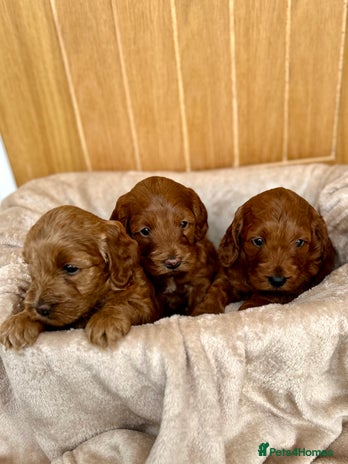 Cockapoo dogs Red cockapoo girls - Advert 1