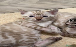 Bengal cats for sale: TICA reg Bengal Kittens - 2 male Snow Spotted  - Image 6