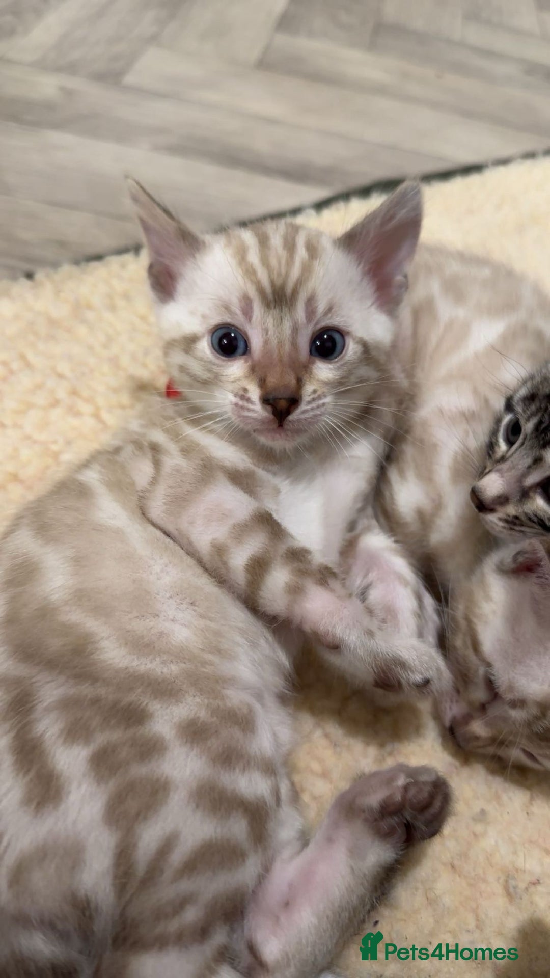 Bengal cats for sale: TICA reg Bengal Kittens - 2 male Snow Spotted  - Image 6