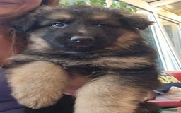 German Shepherd dogs for stud: German shepherd for stud  in Bexhill-on-Sea - Image 11