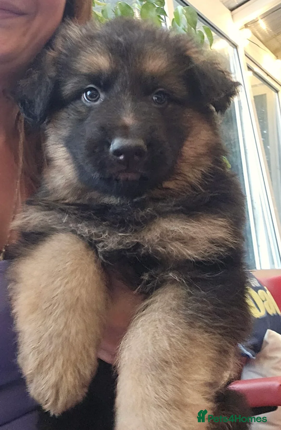 German Shepherd dogs for stud: PROVEN German shepherd for stud  in Bexhill-on-Sea - Advert 15