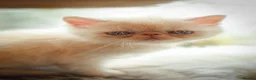 Exotic cats for sale: Gorgeous boy - Advert 6