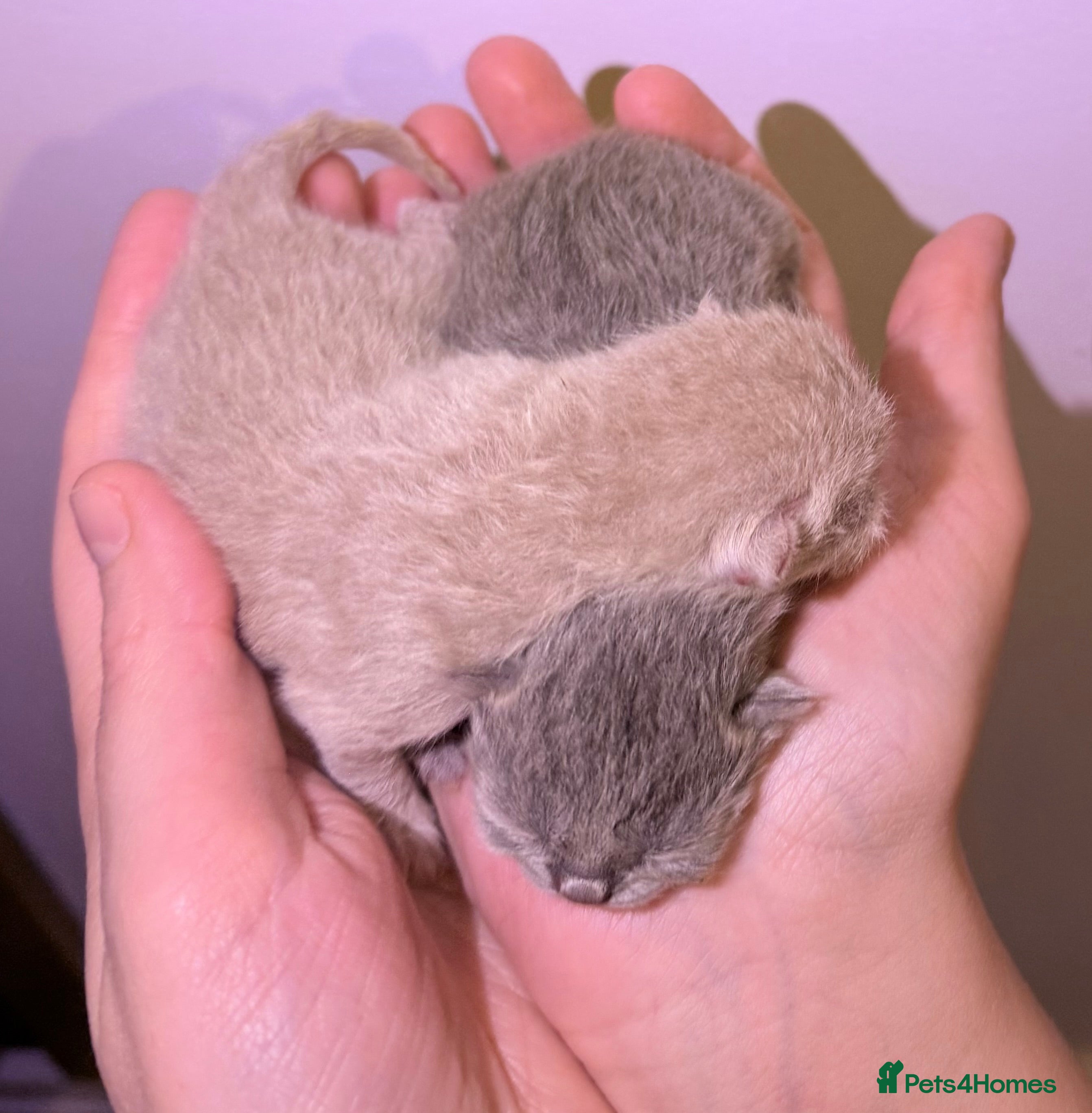 British Shorthair cats 2x 100% Pure Pedigree Champion line Bsh Kittens - Advert 2