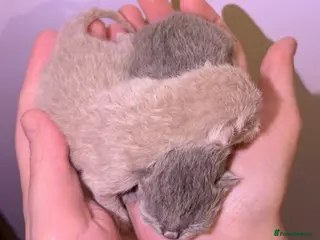 British Shorthair cats 2x 100% Pure Pedigree Champion line Bsh Kittens - Advert 1