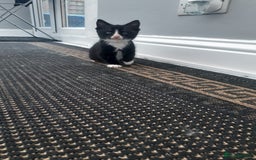 Mixed Breed cats for sale: Ready now! Beautiful kittens - Image 8