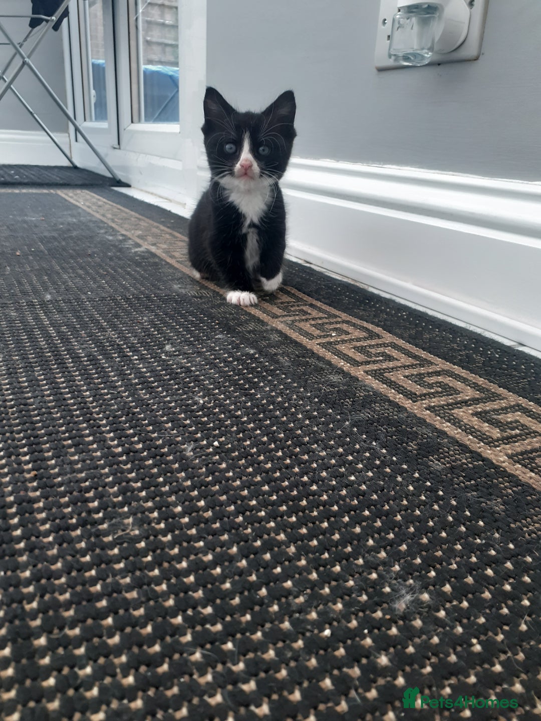 Mixed Breed cats for sale: Ready now! Beautiful kittens - Image 8