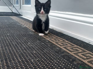 Mixed Breed cats - Advert 9