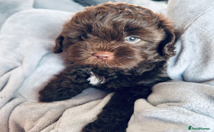 Shihpoo dogs - Advert 2