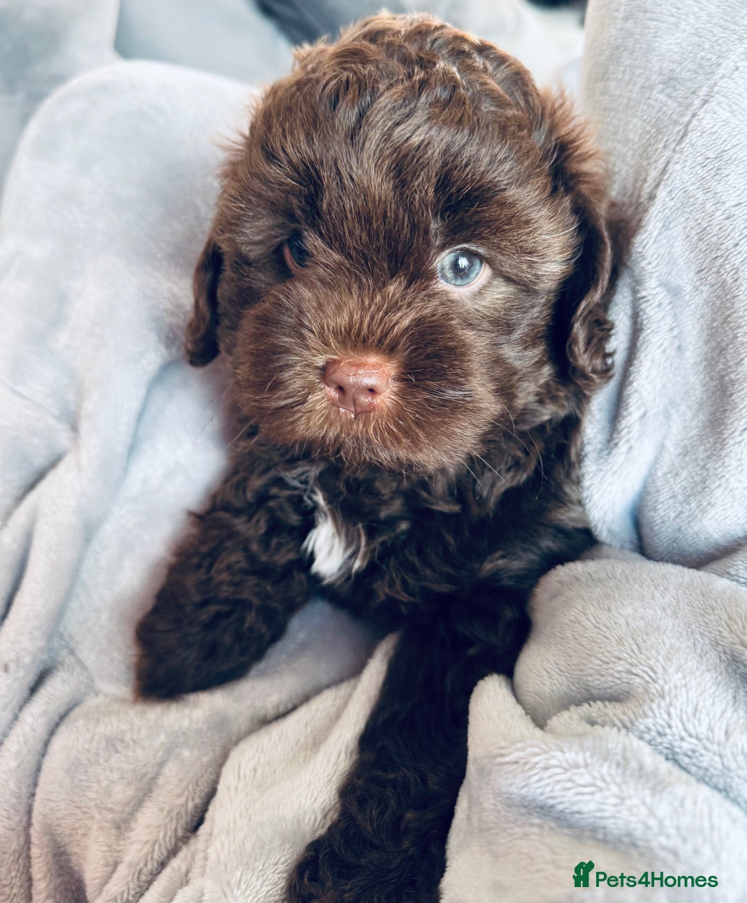 Shihpoo dogs for sale: Outstanding Shihpoo puppies - Image 1