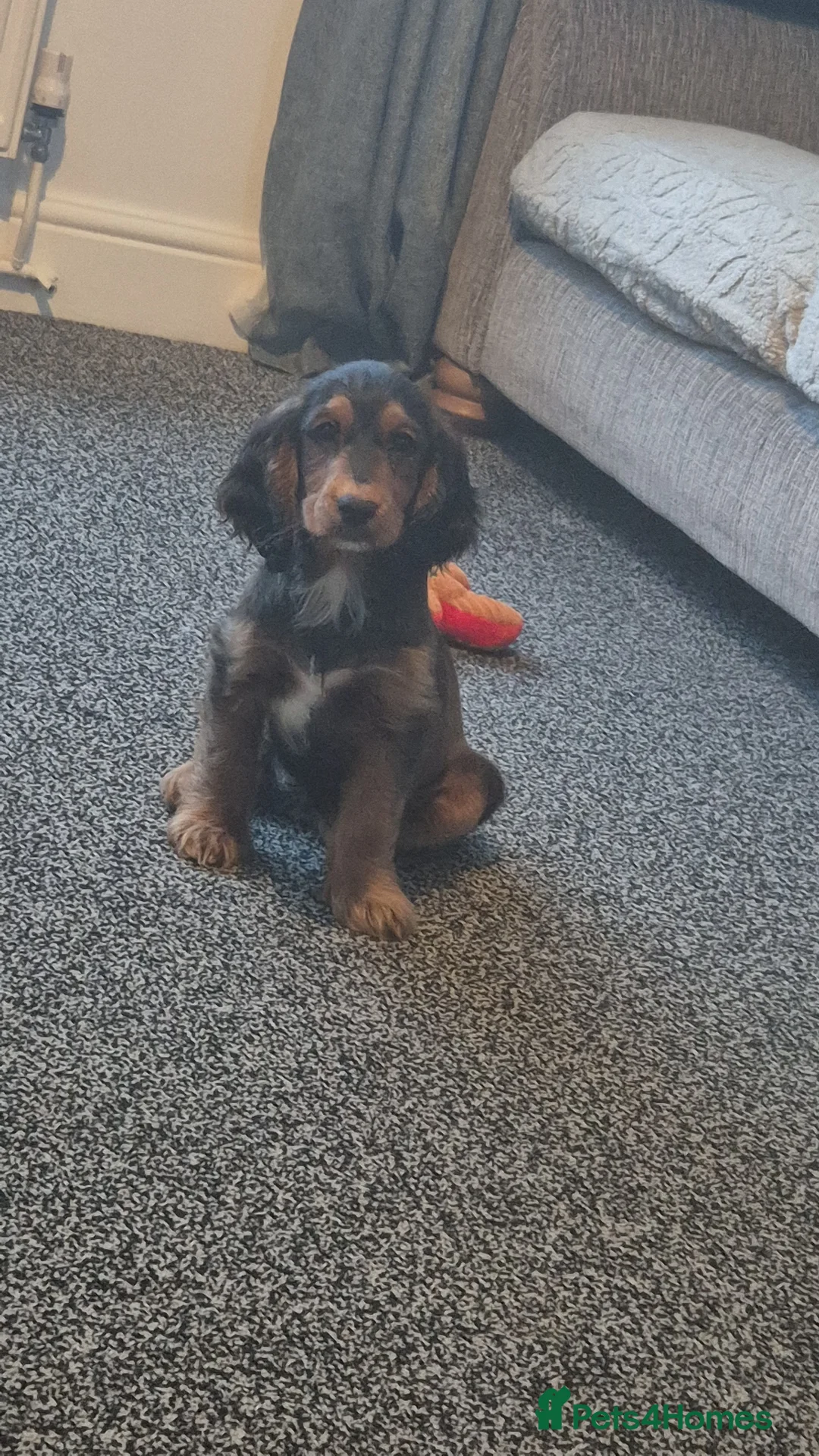 Cockapoo dogs for sale: Cockerpoo girls puppy - Advert 4