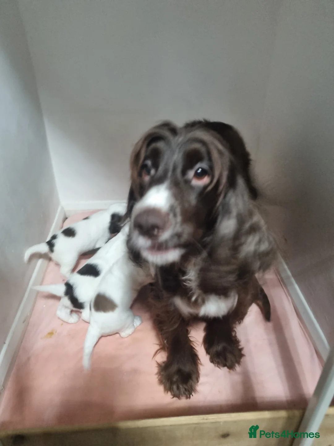 Cocker Spaniel dogs for sale:  Show Cockerspaniel puppies - Advert 1