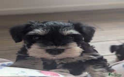 Miniature Schnauzer dogs for sale: Kc reg miniature schnauzer pups available  - Image 4