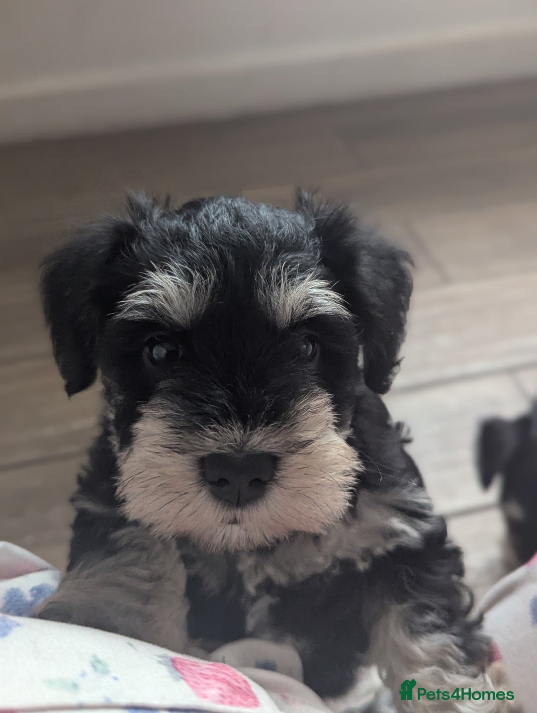 Miniature Schnauzer dogs for sale: Kc reg miniature schnauzer pups available  - Image 4