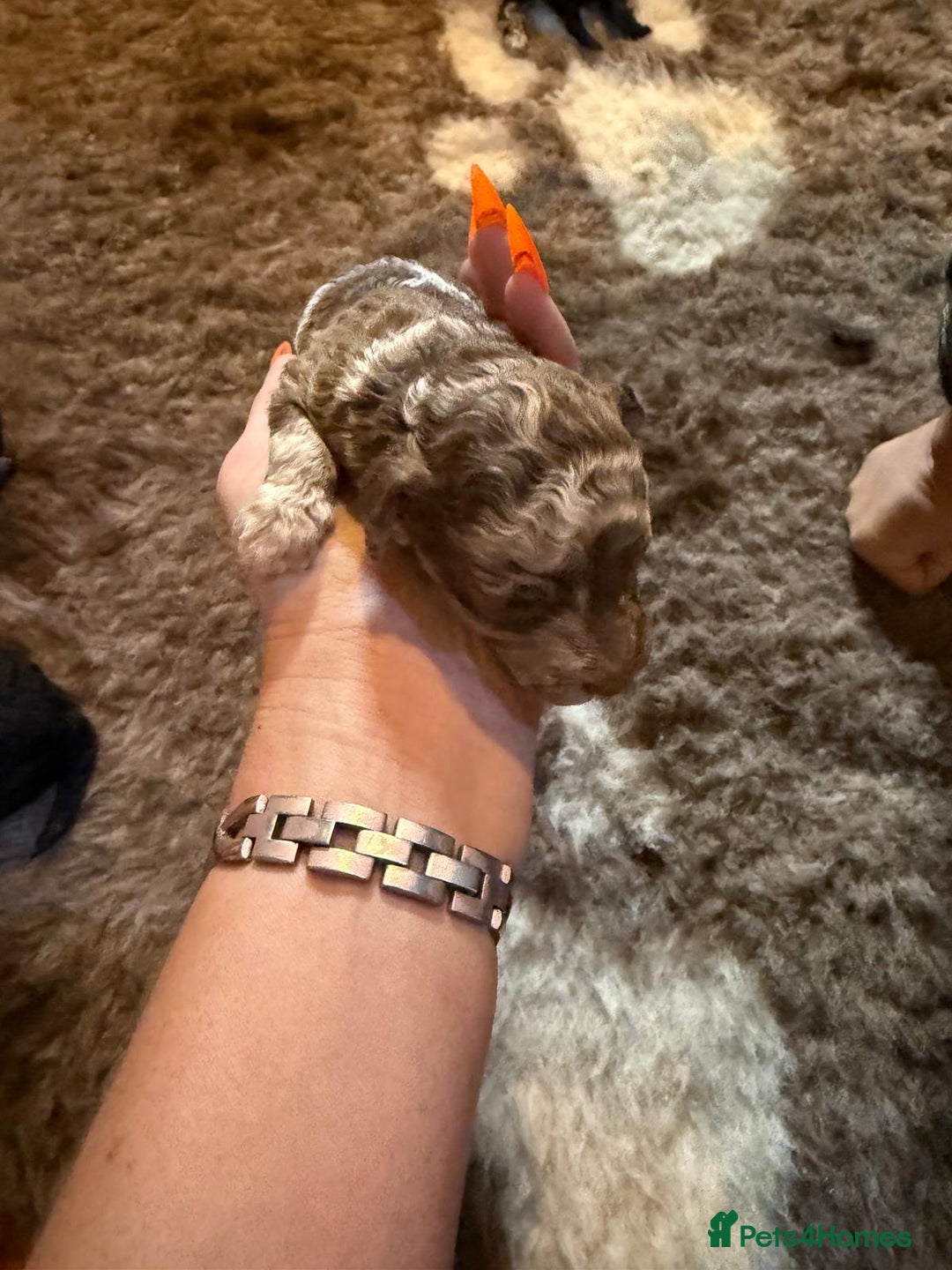 Toy Poodle dogs for sale: Pedigree Toy Poodle puppies, DNA tested parents - Image 3