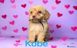 Cockapoo dogs for sale: ⭐️REDUCED⭐️READY NOW⭐️ chocolate DNA clear F1 - Image 7
