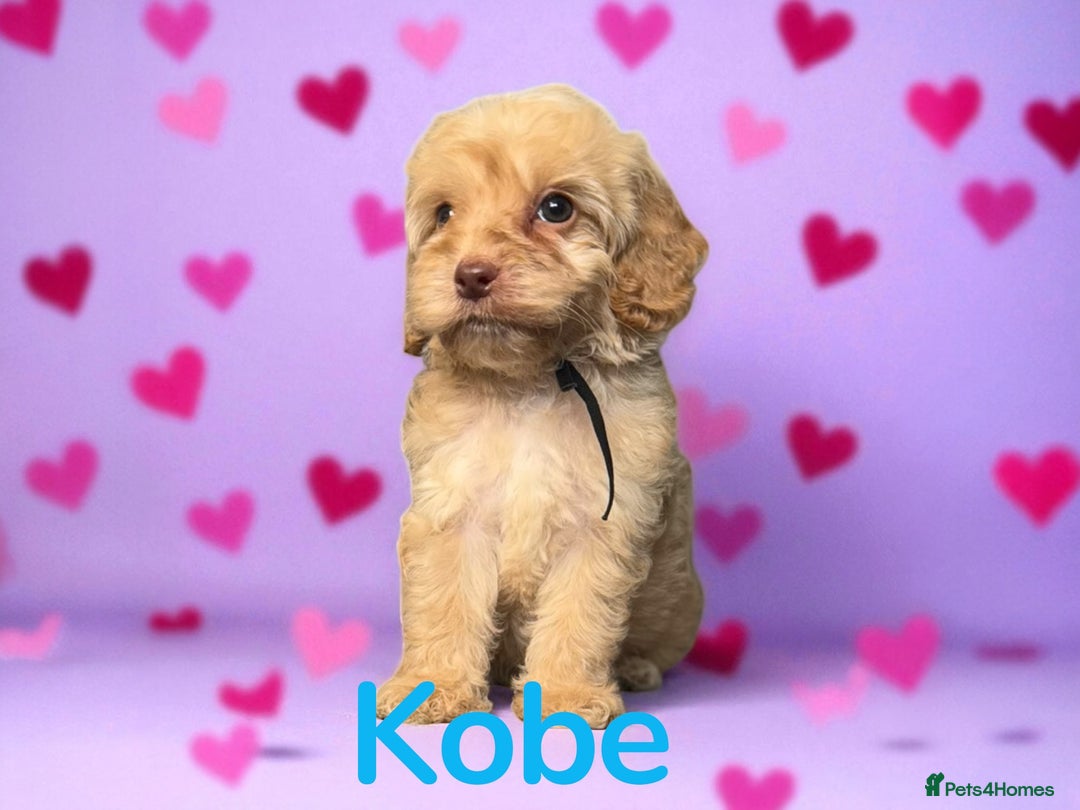 Cockapoo dogs for sale: ⭐️REDUCED⭐️READY NOW⭐️ chocolate DNA clear F1 - Image 7