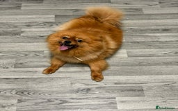 Pomeranian dogs for sale: Female Pomeranian  - Image 2