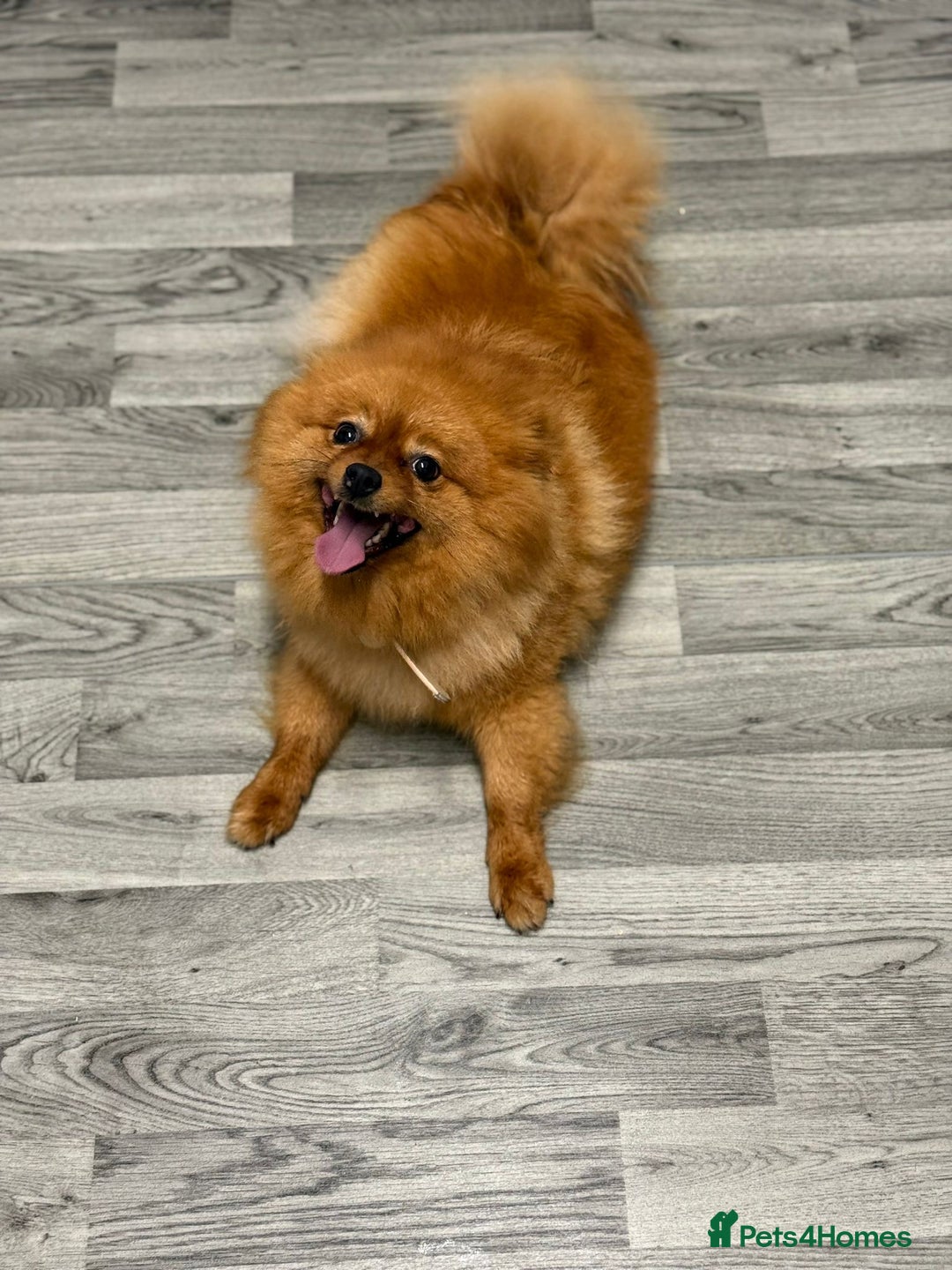 Pomeranian dogs for sale: Female Pomeranian  - Image 2