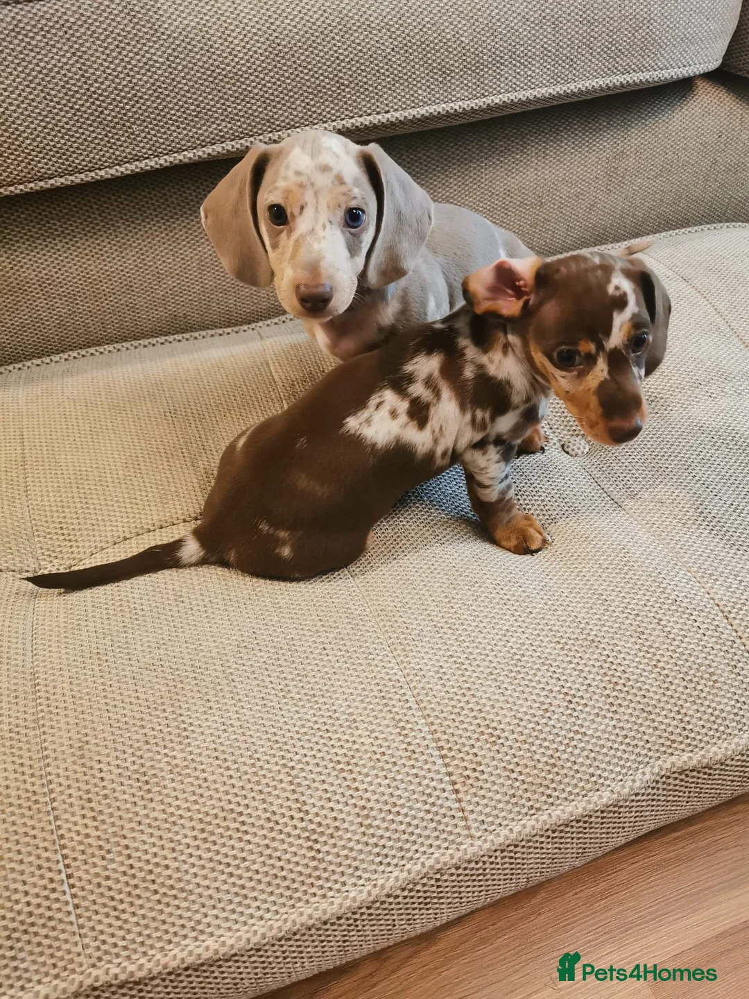 Dachshund dogs for sale: 2 stunning boys left ready to leave now 💙🩵 - Advert 2