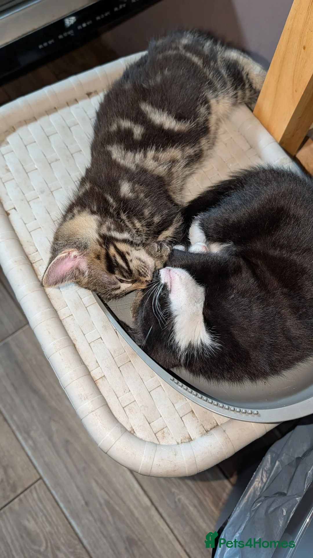 Mixed Breed cats for sale: Male kitten - Advert 6