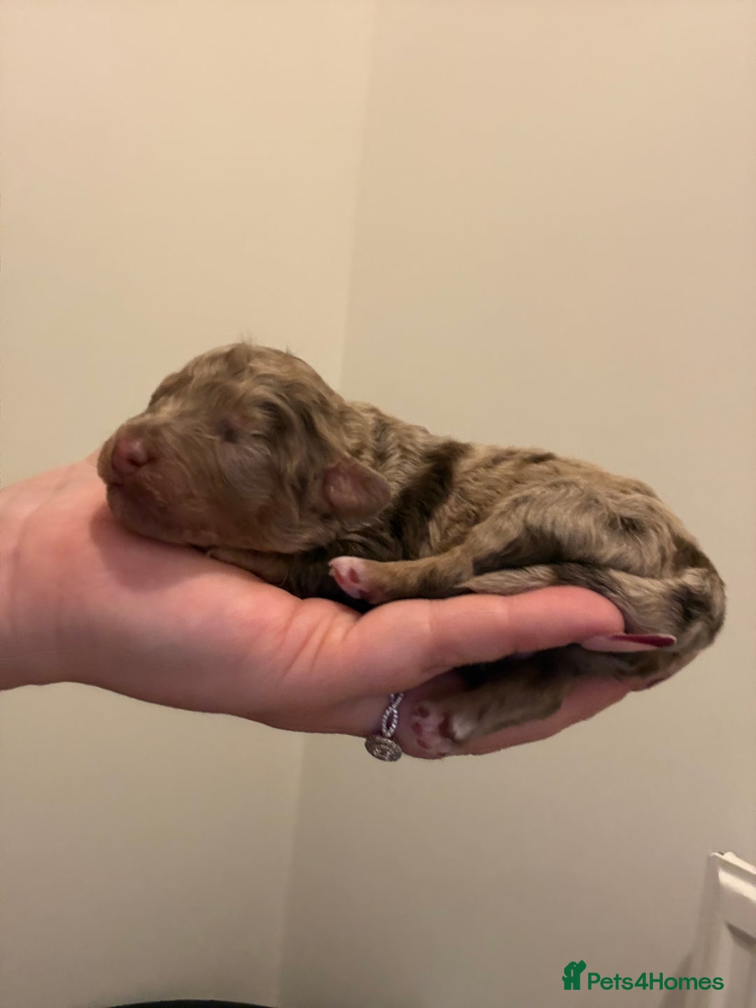 Poochon dogs for sale: 5 stunning poochon puppies with rare colourings  - Advert 11