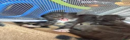Maine Coon cats for sale: 🐾maine coon kittens - loving pet homes only🐾 - Advert 6