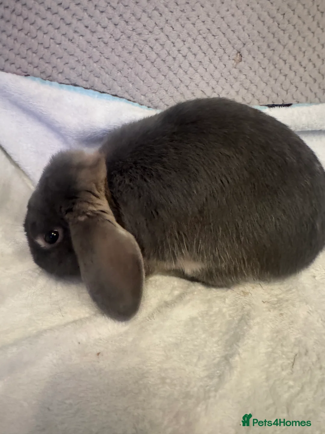Mini Lop rabbits for sale: Mini Lops for sale - Advert 23