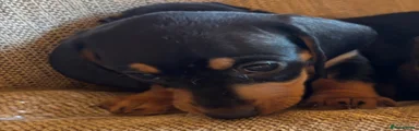 Miniature Dachshund 9