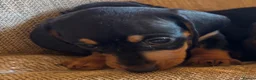 Miniature Dachshund dogs for sale: Miniature dachshunds - Advert 33