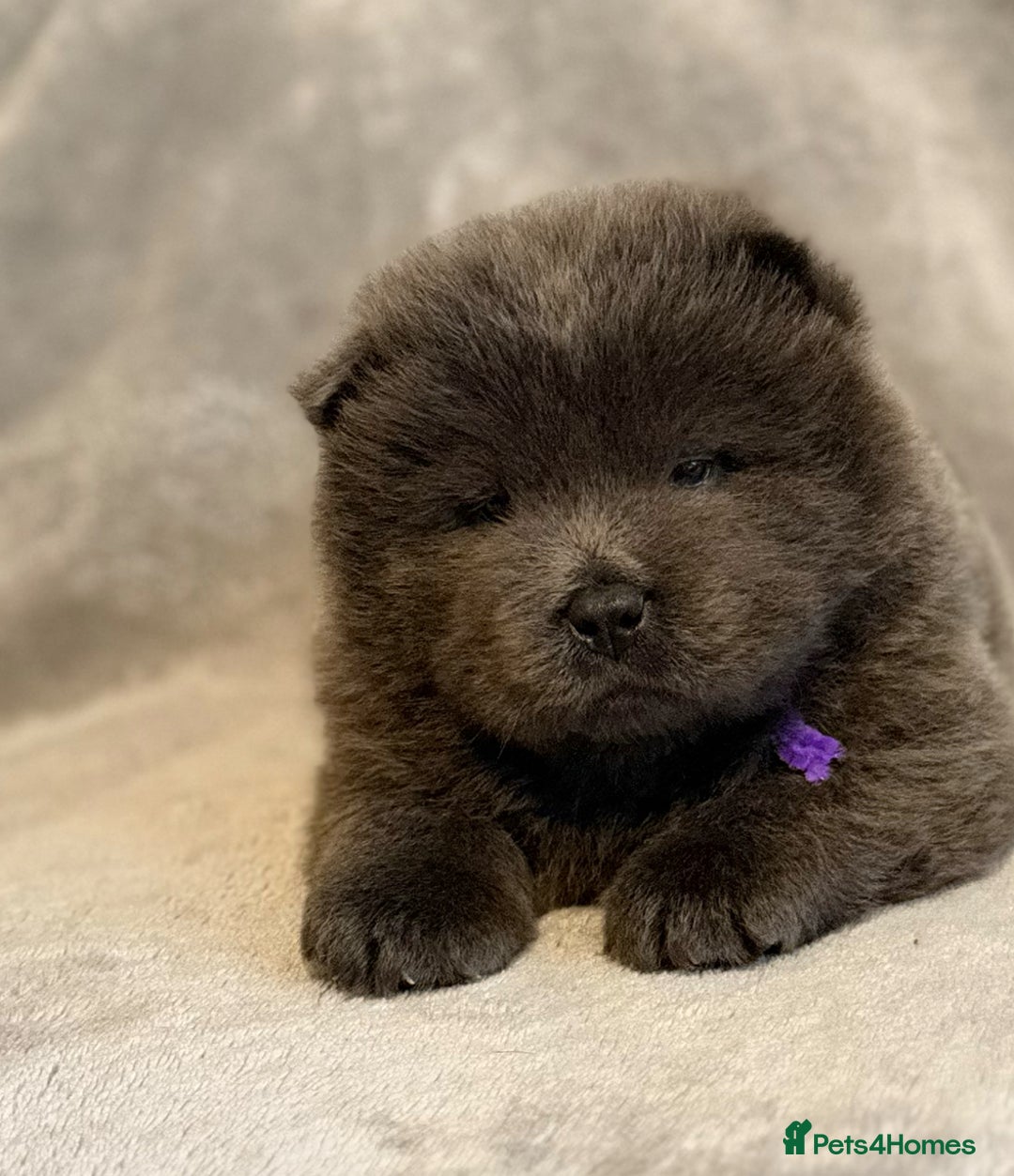 Chow Chow dogs for sale: KC Reg Chow Chow Puppies  - Advert 1