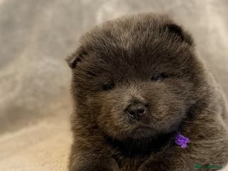 Chow Chow dogs KC Reg Chow Chow Puppies - Advert 3