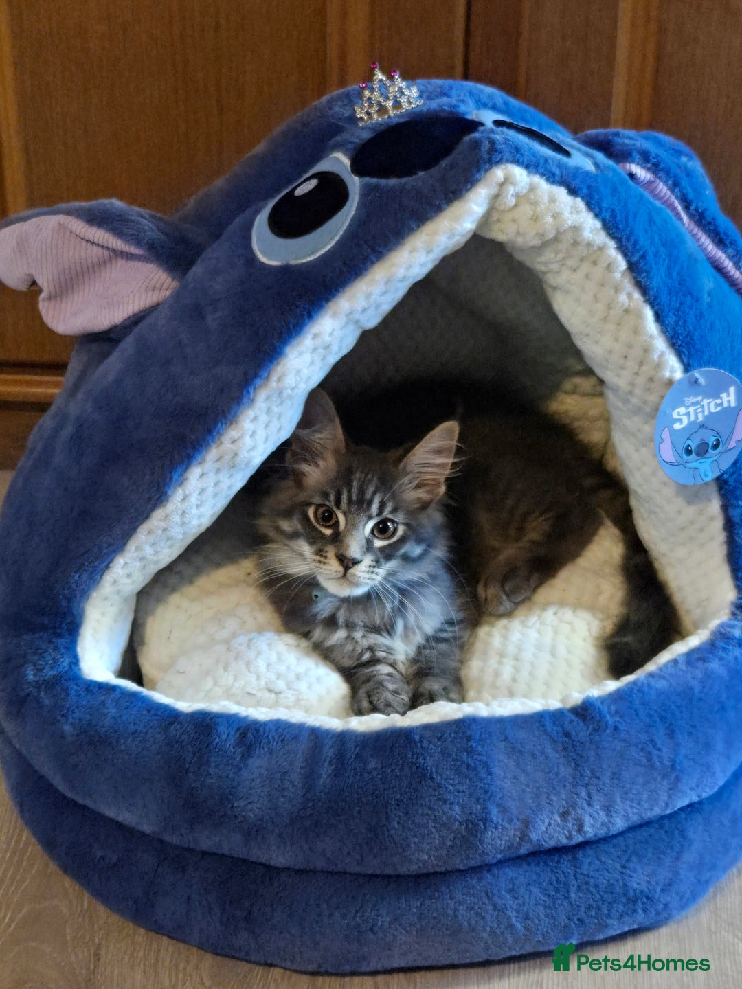 Maine Coon cats for sale: 8 beautiful maine coon kittens in Hayes - Image 7