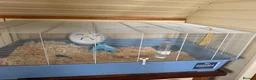 Hamster rodents for sale: Syrian Hamster with Large Cage and Toys - Advert 9
