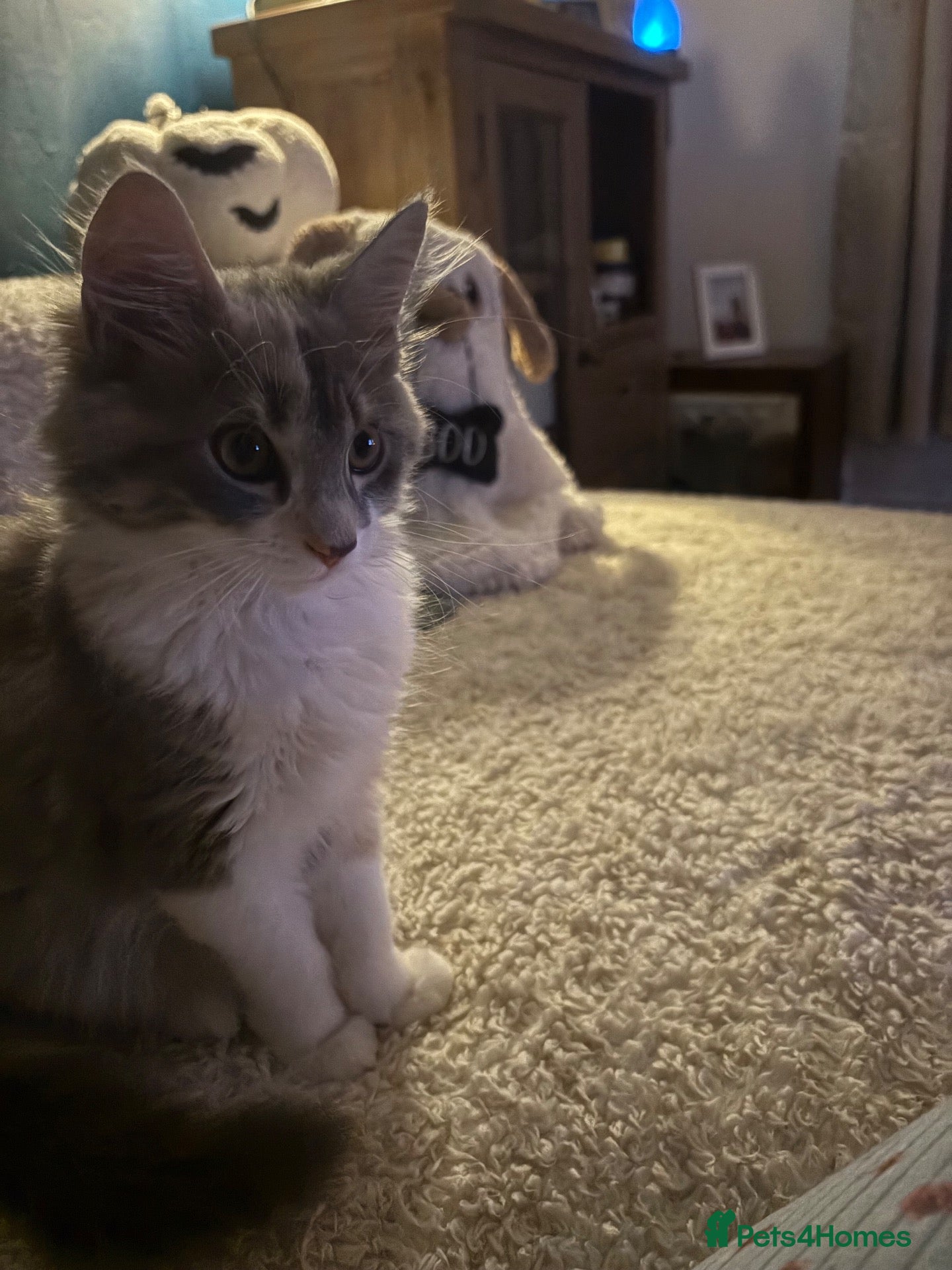 Mixed Breed cats for sale: Female kitten - Advert 5