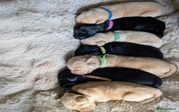 Mixed Breed dogs for sale: Goldador - Advert 11