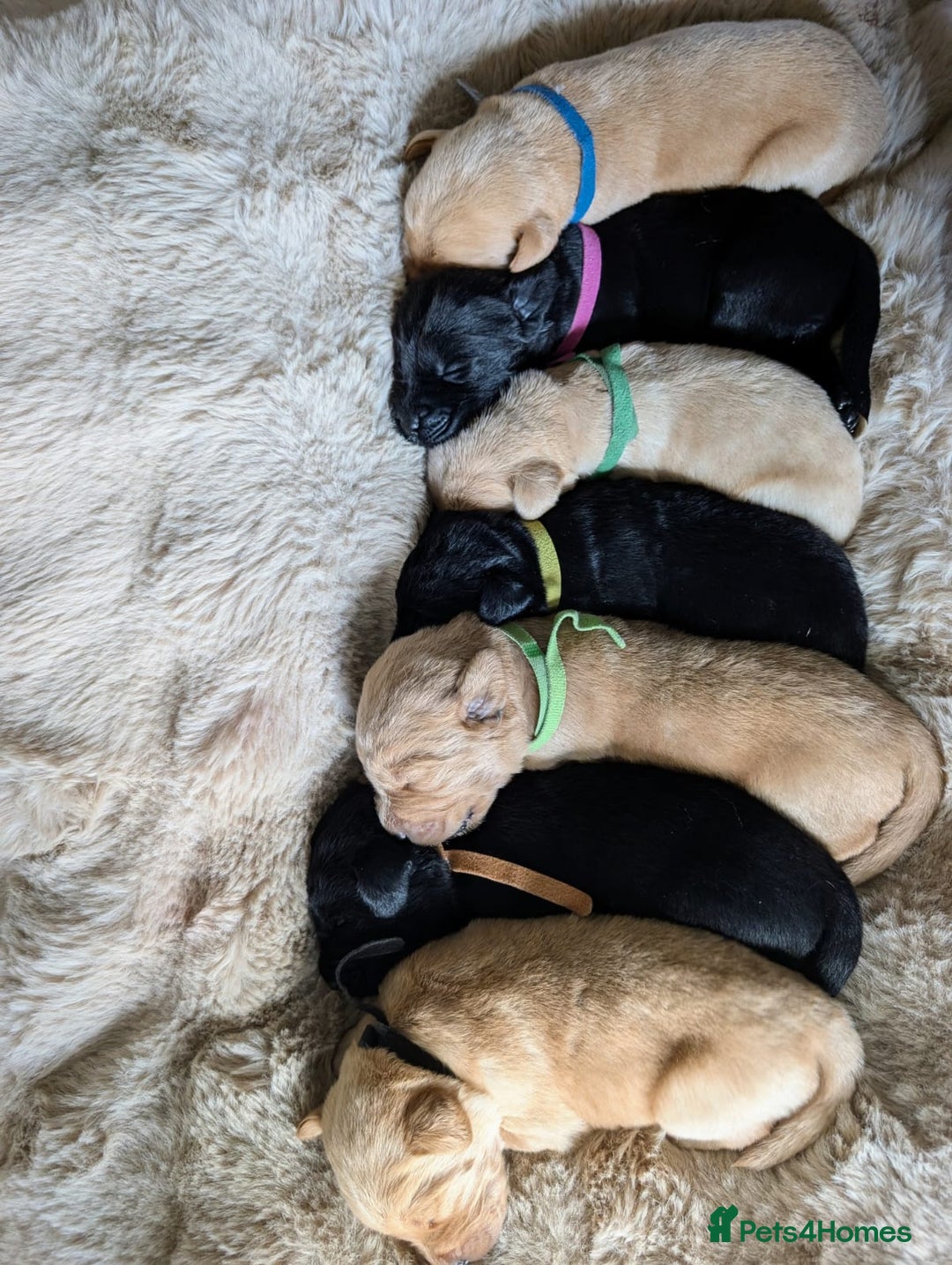 Mixed Breed dogs for sale: Goldador - Advert 11