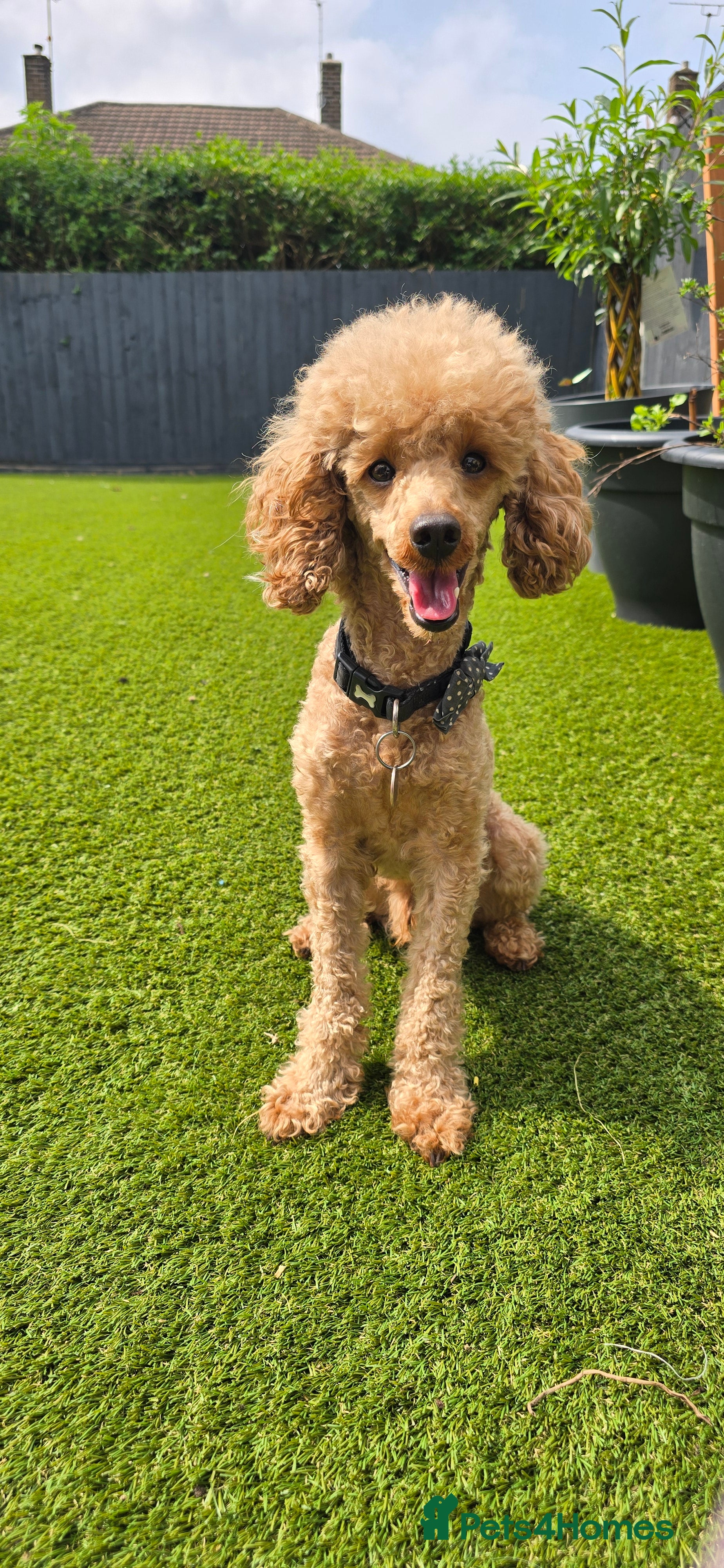 Toy Poodle dogs toy poodle short notice DNA  tested clear PRA £150 - Advert 5