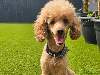 Toy Poodle dogs toy poodle short notice DNA tested clear PRA £150 - Advert 5